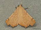  70.232 Large Thorn Copyright Martin Evans 