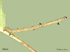  70.232 Large Thorn larva 29mm Copyright Martin Evans 