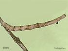  70.232 Large Thorn larva 57mm Copyright Martin Evans 