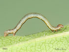  70.232 Large Thorn larva 9mm Copyright Martin Evans 