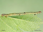  70.232 Large Thorn larva 16mm Copyright Martin Evans 