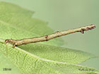 70.232 Large Thorn larva 20mm Copyright Martin Evans 