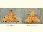  70.233 August Thorn and September Thorn Copyright Martin Evans 