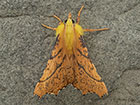  70.234 Canary-shouldered Thorn Copyright Martin Evans 