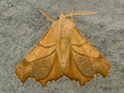  70.235 Dusky Thorn Copyright Martin Evans 