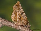  70.237 Early Thorn spring female Copyright Martin Evans 