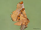  70.238 Lunar Thorn Copyright Martin Evans 
