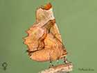  70.238 Lunar Thorn female Copyright Martin Evans 