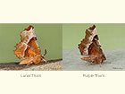  70.238 Lunar Thorn Scotland and Purple Thorn Copyright Martin Evans 