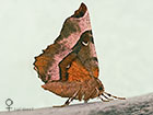  70.239 Purple Thorn female summer form Copyright Martin Evans 