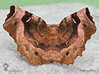  70.239 Purple Thorn female typical resting pose Copyright Martin Evans 