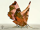  70.239 Purple Thorn female typical resting pose Copyright Martin Evans 