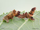  70.239 Purple Thorn larva 14mm Copyright Martin Evans 