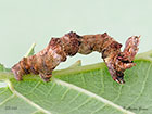  70.239 Purple Thorn larva 30mm Copyright Martin Evans 