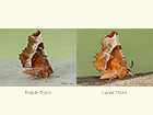  70.239 Purple Thorn and Lunar Thorn Scottish form Copyright Martin Evans 