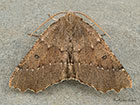 70.240 Scalloped Hazel Copyright Martin Evans 