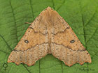  70.240 Scalloped Hazel female Copyright Martin Evans 