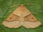  70.241 Scalloped Oak Copyright Martin Evans 