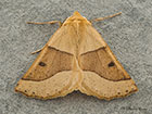  70.241 Scalloped Oak Copyright Martin Evans 