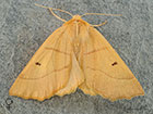  70.241 Scalloped Oak female Copyright Martin Evans 