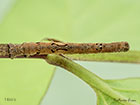  70.241 Scalloped Oak larva 16mm Copyright Martin Evans 