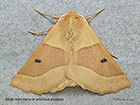  70.241 Scalloped Oak larva emerged Copyright Martin Evans 