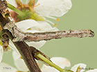  70.241 Scalloped Oak larva 17mm Copyright Martin Evans 