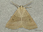  70.242 Dusky Scalloped Oak Copyright Martin Evans 