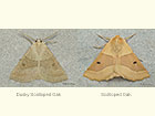  70.242 Dusky Scalloped Oak and Scalloped Oak Copyright Martin Evans 