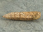  70.243 Swallow-tailed Moth pupa 26mm Copyright Martin Evans 