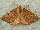  70.244 Feathered Thorn Copyright Martin Evans 