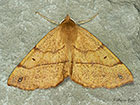  70.244 Feathered Thorn Copyright Martin Evans 