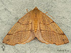  70.244 Feathered Thorn female Copyright Martin Evans 