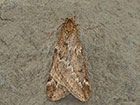 March Moth male form Copyright Martin Evans 