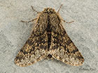  70.246 Small Brindled Beauty Copyright Martin Evans 