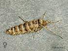  70.246 Small Brindled Beauty female Copyright Martin Evans 