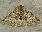  70.247 Pale Brindled Beauty Copyright Martin Evans 