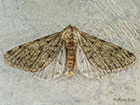  70.247 Pale Brindled Beauty Copyright Martin Evans 