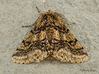  70.248 Brindled Beauty Copyright Martin Evans 