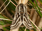  70.250 Belted Beauty Copyright Martin Evans 