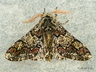  70.251 Oak Beauty Copyright Martin Evans 