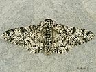  70.252 Peppered Moth Copyright Martin Evans 