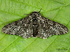  70.252 Peppered Moth Copyright Martin Evans 