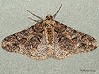  70.253 Spring Usher Copyright Martin Evans 