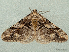  70.253 Spring Usher Copyright Martin Evans 