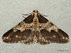  70.253 Spring Usher Copyright Martin Evans 