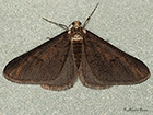  70.253 Spring Usher Copyright Martin Evans 