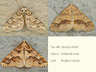  70.253 Spring Usher, Dotted Border and Mottled Umber Copyright Martin Evans 