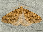  70.254 Scarce Umber Copyright Martin Evans 