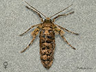  70.254 Scarce Umber female  Copyright Martin Evans 